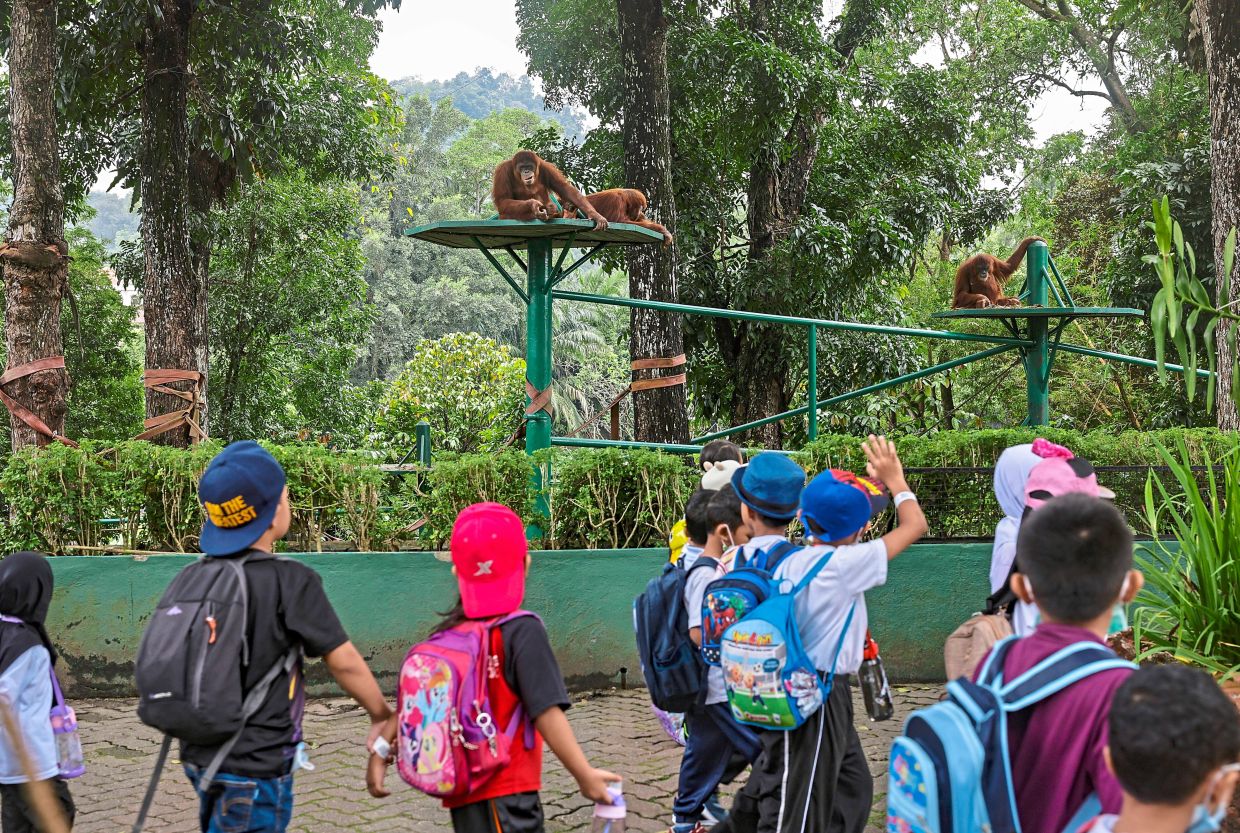 Zoo Negara's orang utan showcase to be upgraded - Vimarsana News