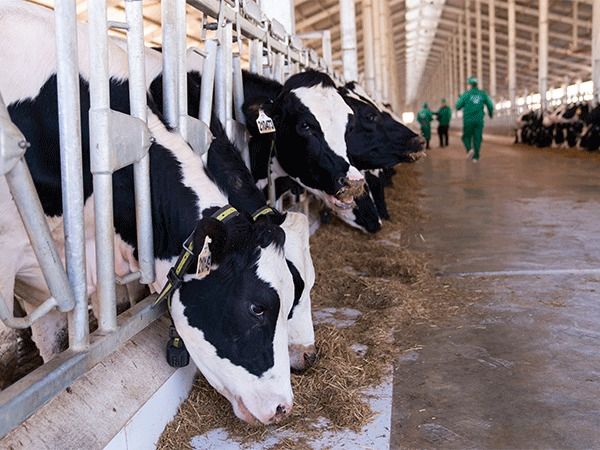 Vinamilk Laos – Jagro to export fresh milk to Vietnam in May 2023 - Vimarsana News
