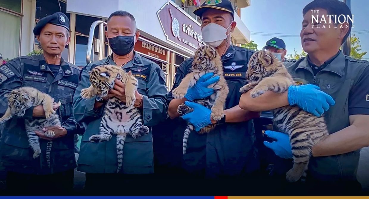 Thailand, Laos tracking down another 30 smuggled tiger cubs expected to be sold as exotic meat - Vimarsana News