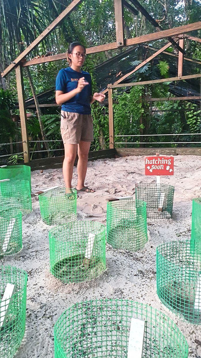 You can adopt a turtle egg nest at Lankayan for RM200. No, you don't get to keep the turtles. — MELODY L. GOH/The Star