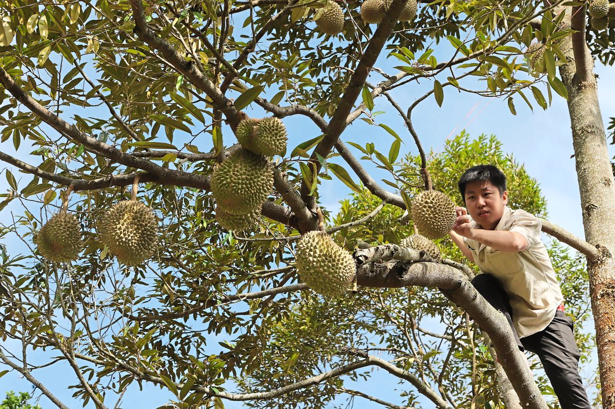 Tan checking on the durians at his orchard in Balik Pulau. He says many visitors come to his farm even after the durian season