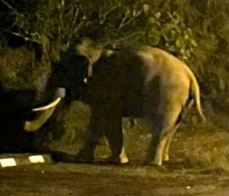 QuickCheck: Did an elephant break into a government compound in Johor? - Vimarsana News
