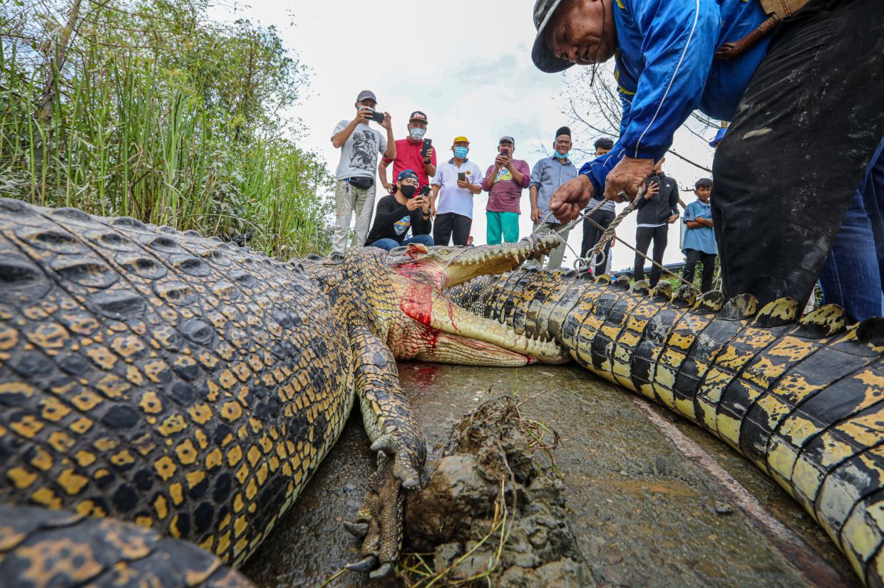 A Sarawak Forestry Corp official inspecting two crocodiles, measuring 3.5m and 3m, captured in Samarahan following a crocodile attack in the area in January 2021. —  Filepic/The Star