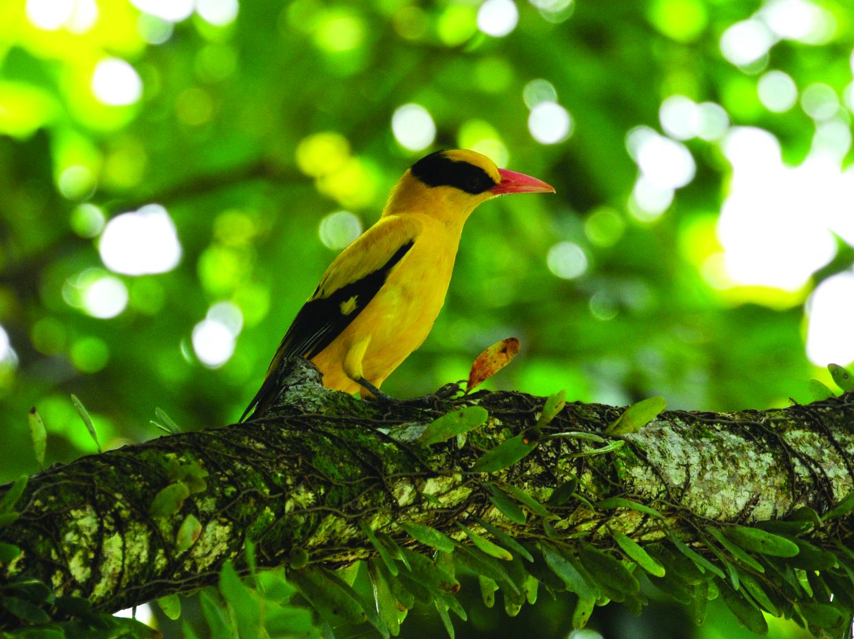 The Black-Naped Oriole (Oriolus Chinensis) is one of the aerial species that can be found around Eco Grandeur’s site from their travels to the coastline.