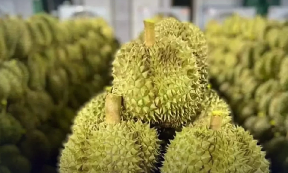 Demand for Thai durian rising in China despite new Covid-19 wave - Vimarsana News