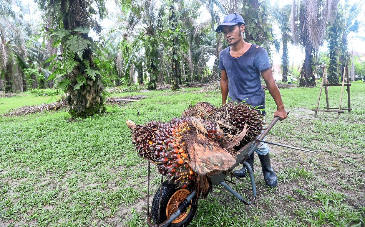 Domestic workers and palm oil in the spotlight - Vimarsana News