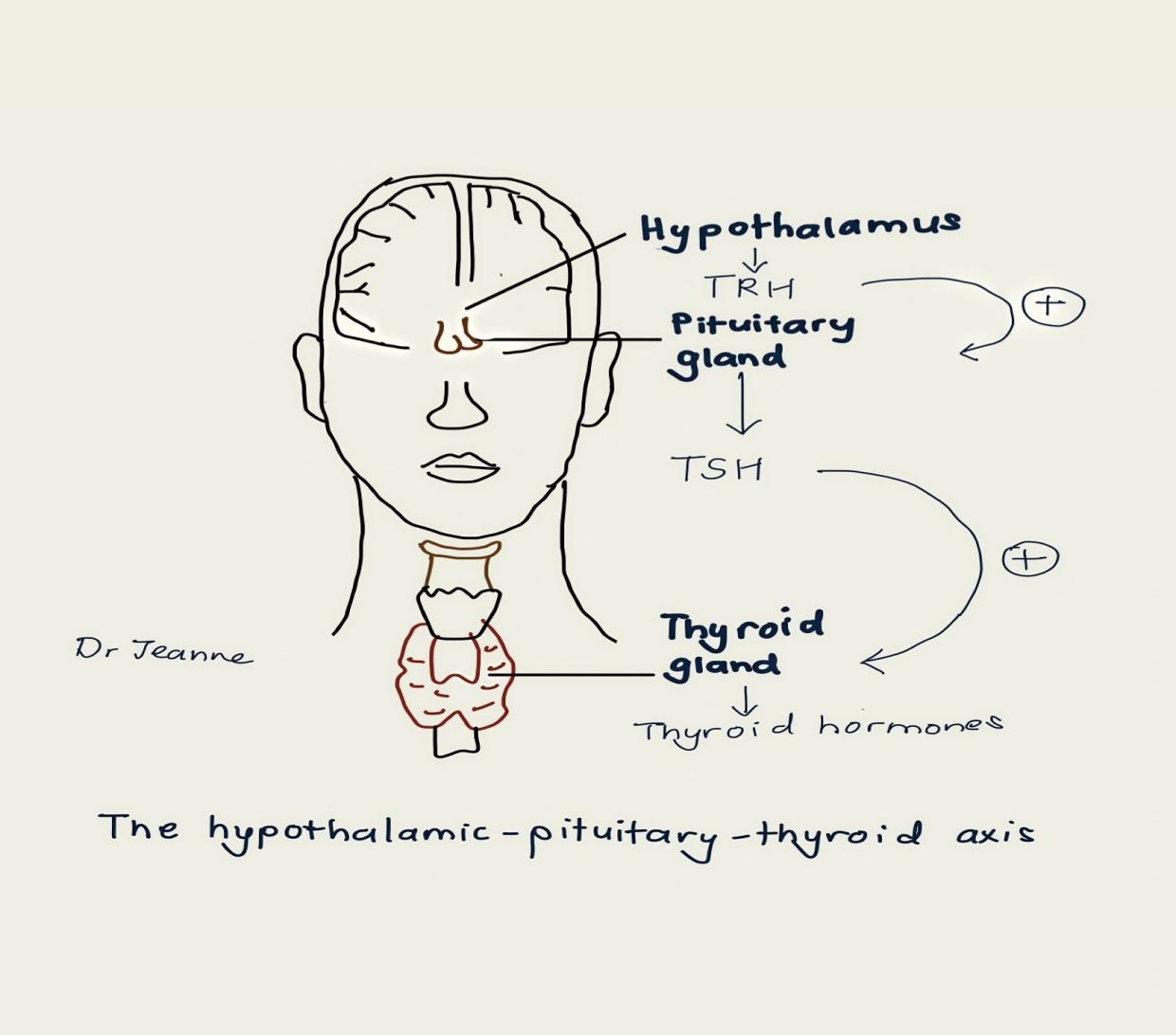 Both our hypothalamus and pituitary gland also have a direct influence on the production of thyroid hormones in our body. — Dr JEANNE WONG SZE LYN