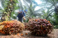 CPO unlikely to return to 2022 record-high price