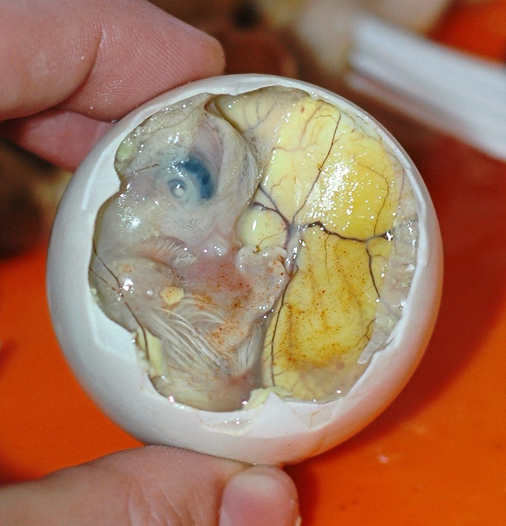 Balut is a fertilised duck egg, a unique Filipino delicacy. — MARSHALL ASTOR/Wikimedia Commons