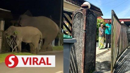Jumbos take shortcut home through neighbourhood - Vimarsana News