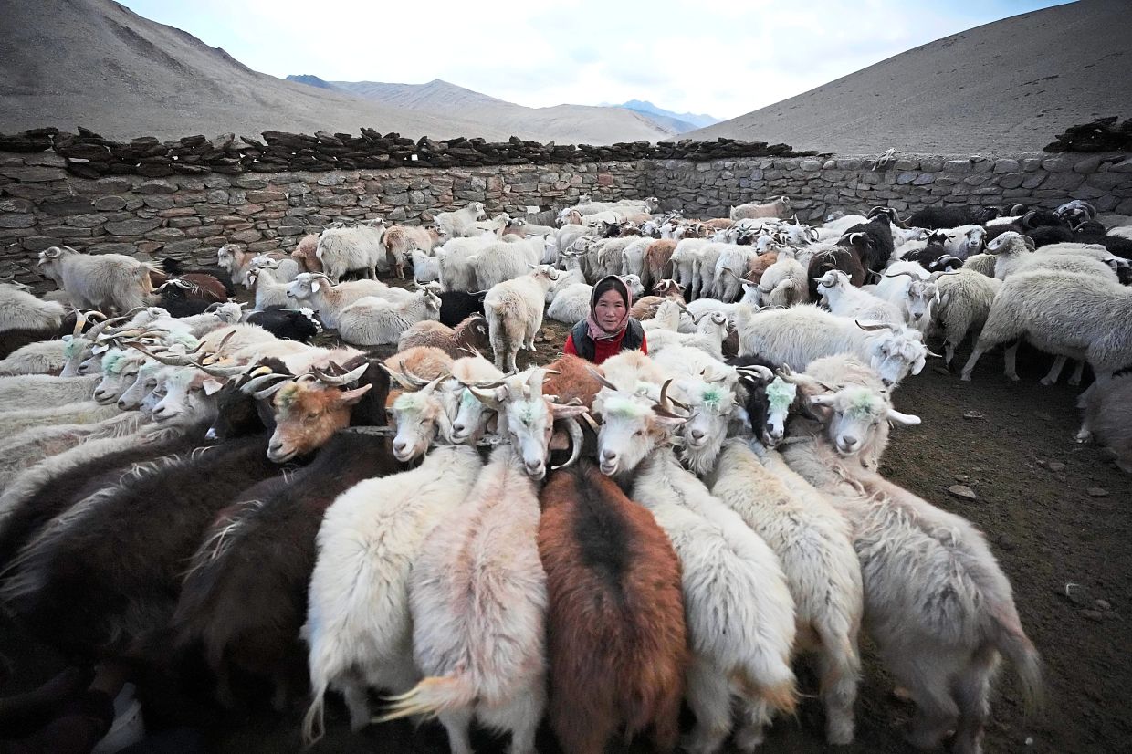 Dolma Angmo, wife of nomad Angchuk, attending to her hardy Himalayan goats that produce cashmere. 