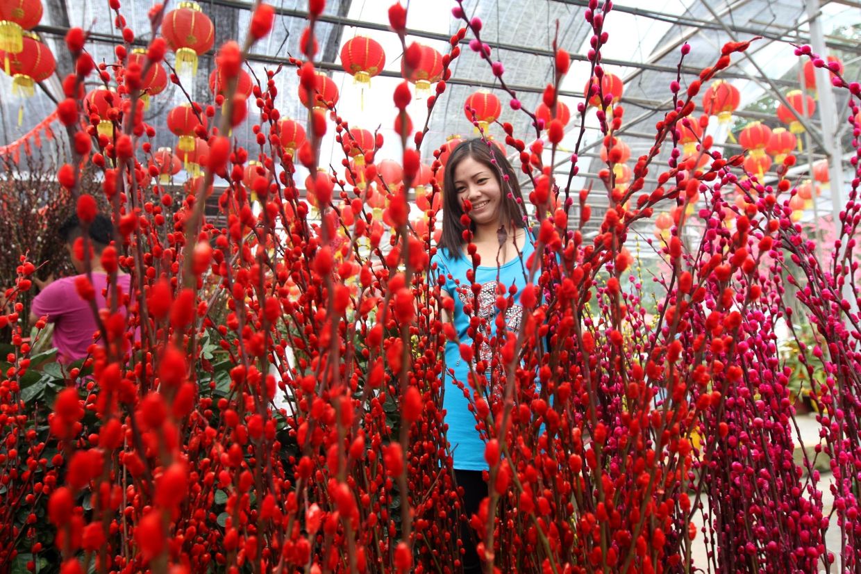 Pussy willow symbolises wealth and prosperity. Photo: Filepic