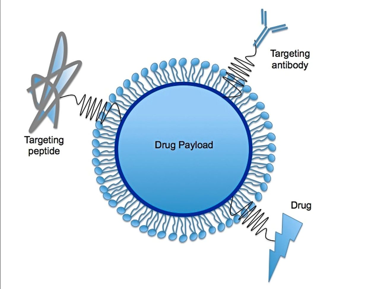 This is an example of a solid lipid nanoparticle containing a drug. Molecules such as antibodies, targeting peptides and the drug molecule itself can be designed to be present on the surface of the nanoparticle to help it lock onto its targeted cells. — Andrea Trementozzi/Wikimedia Commons
