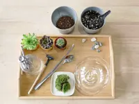 10 steps to terrarium-making