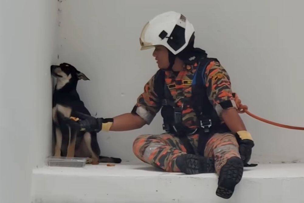 'It ain't easy persuading this pooch' - Vimarsana News