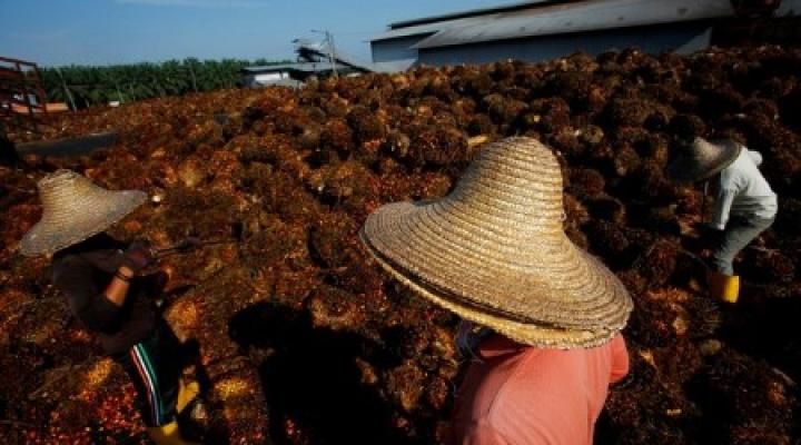 Indonesia palm oil export curbs and biodiesel plans to hit world vegoil supplies - Vimarsana News