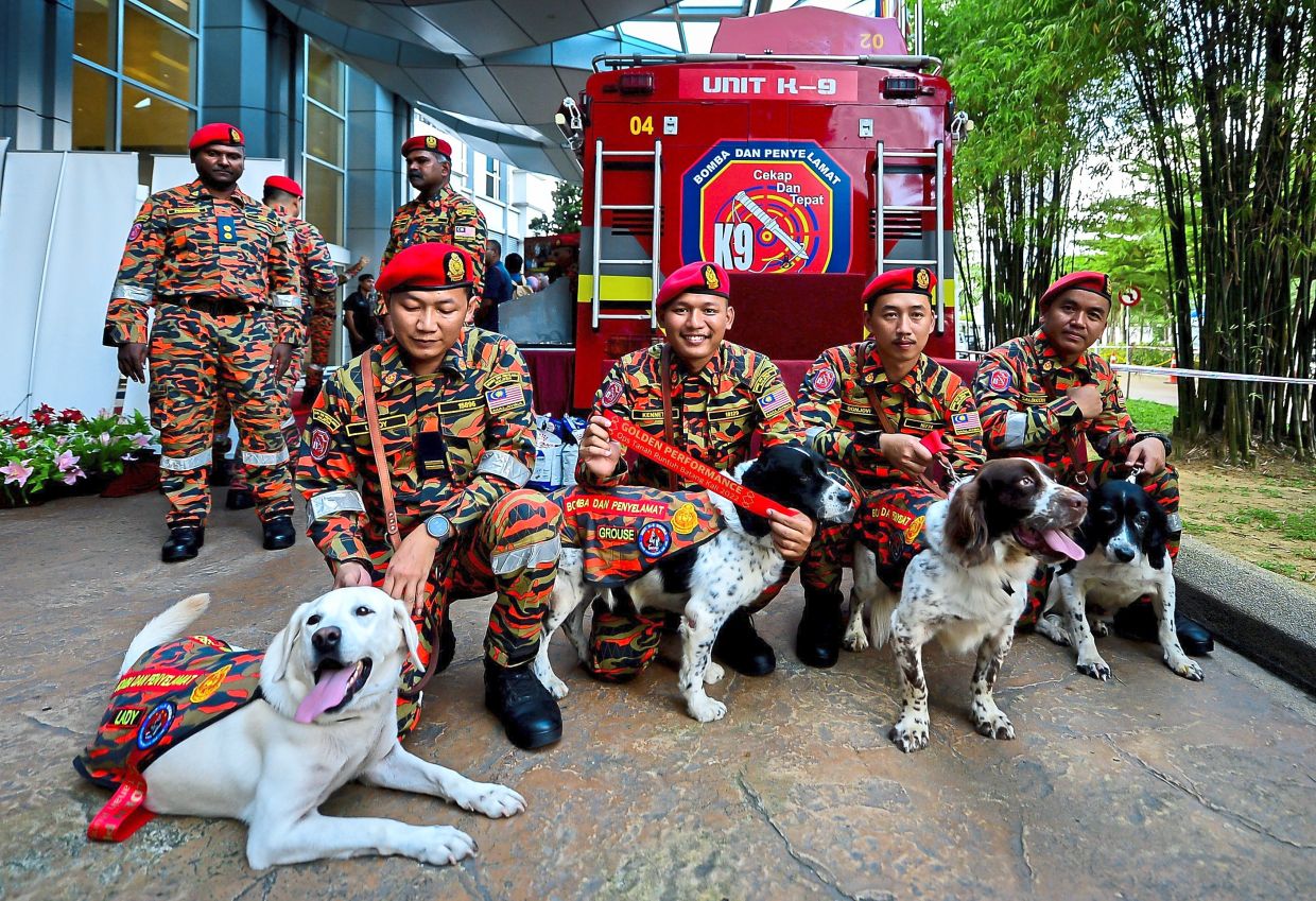 Tracker dogs – angels covered in fur - Vimarsana News