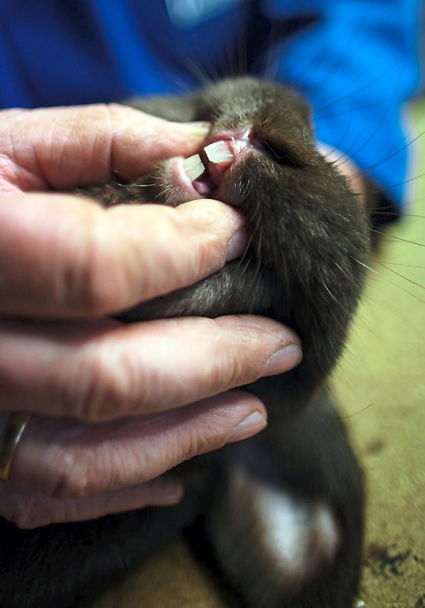 Check your rabbit’s teeth from the front and side once a week to look out for issues. 