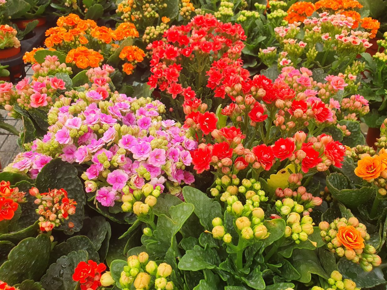 Colourful kalanchoes are among the must-haves during Chinese New Year. - SHEELA CHANDRAN