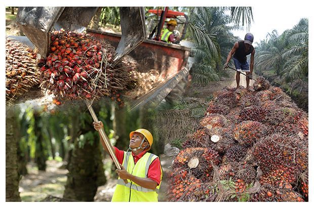 CPO futures market set to be quiet next week due to long holiday period - Vimarsana News