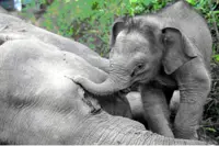 Joe the pygmy elephant in solitary confinement since deadly incident