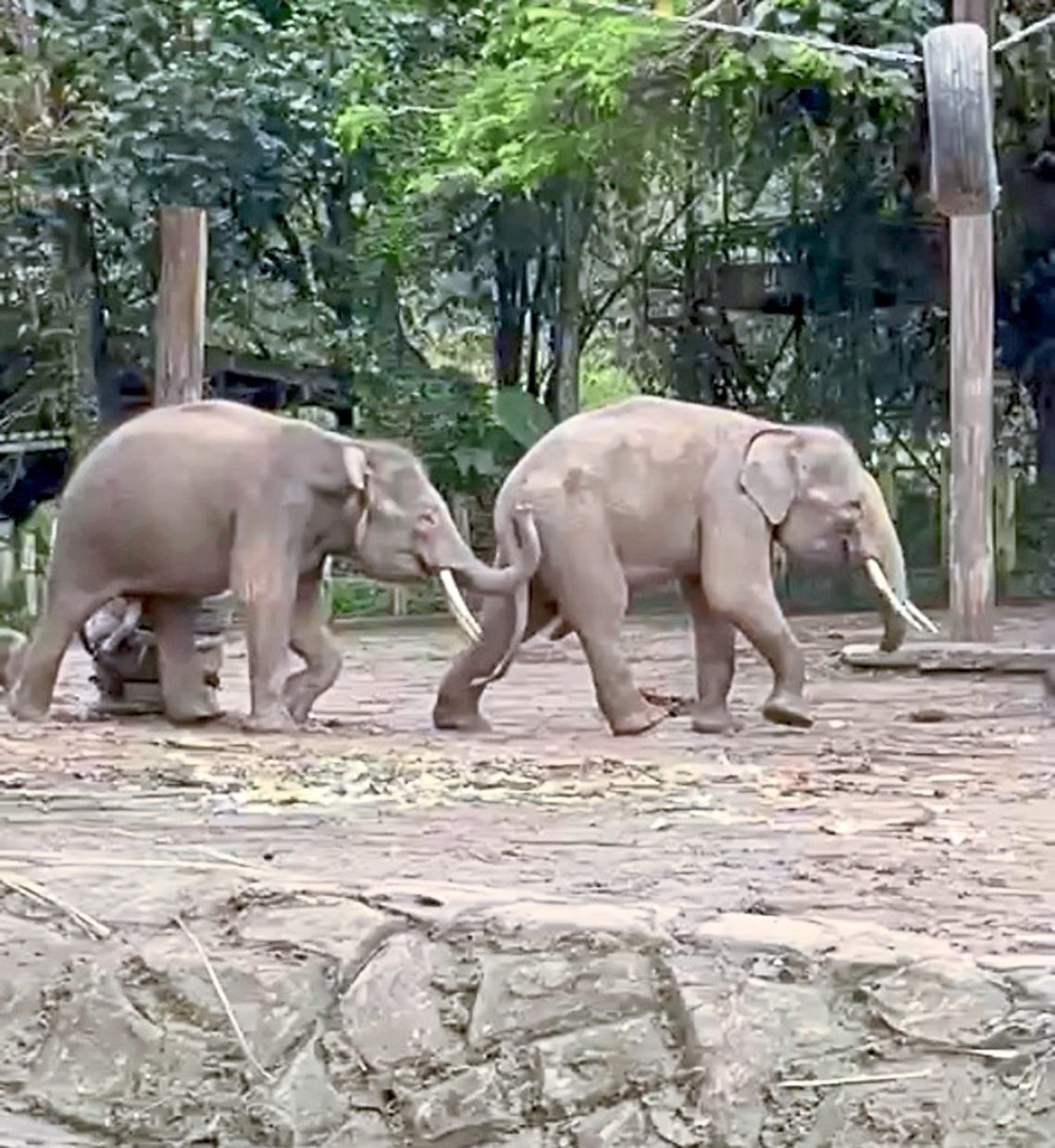Solo living for jumbo in fatal attack - Vimarsana News