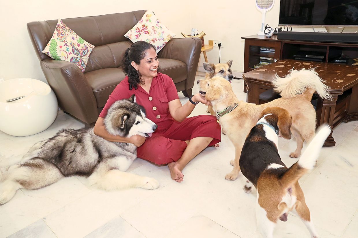 Malaysiabased housewife gives pet dogs a homeawayfromhome The Star