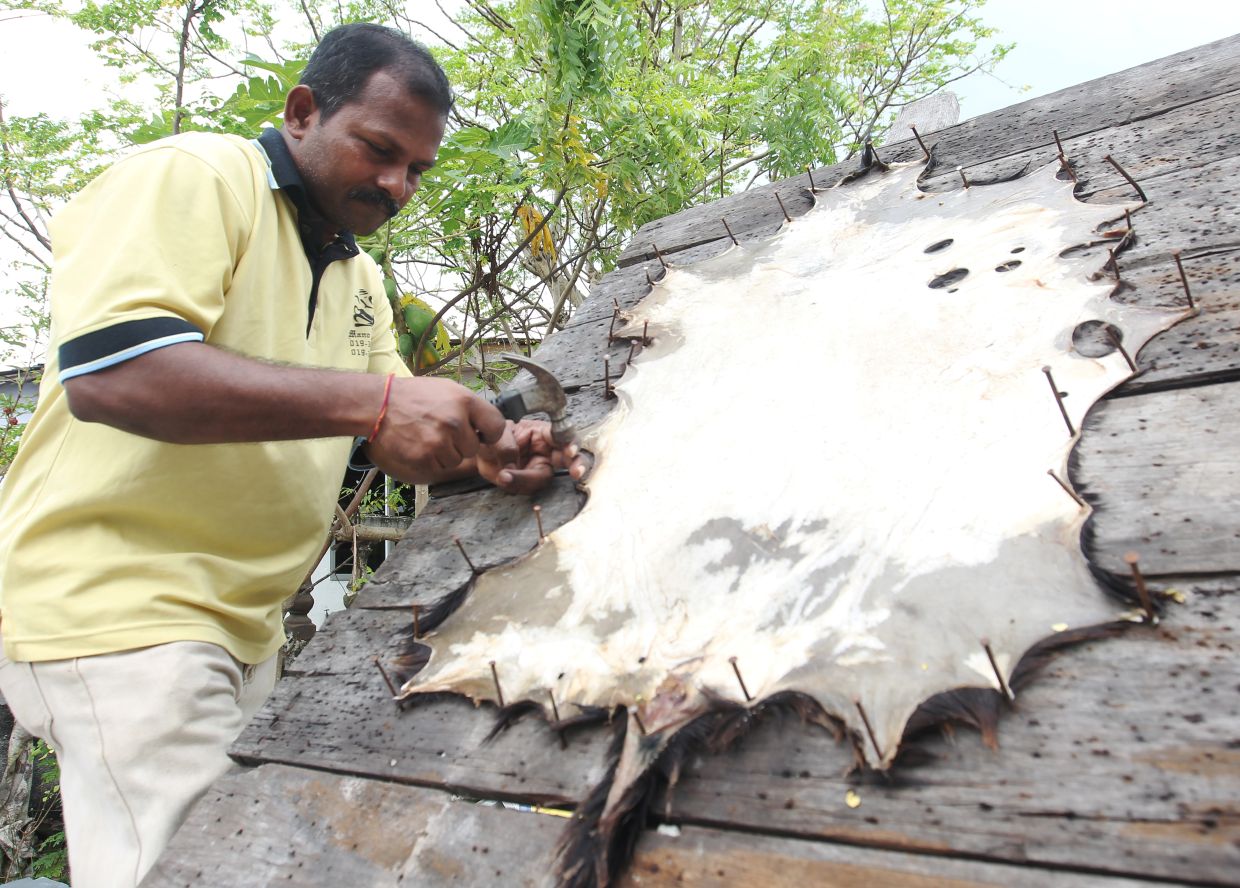 Goat skin is washed and sun dried before it is fitted onto the drum head. 