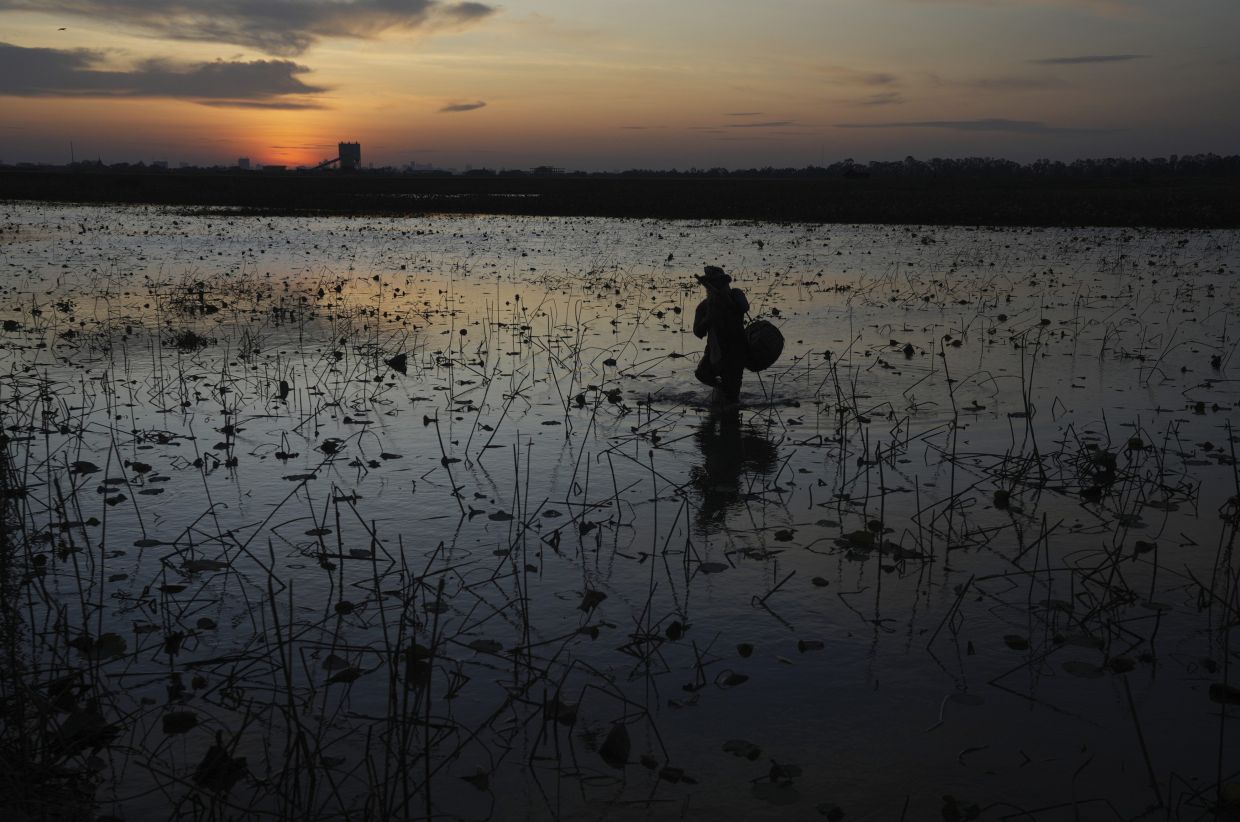 A Cambodian fisherman is silhouetted as he catches fish in a lake at Koh Rongeang village, on the outskirts of Phnom Penh, Cambodia. - AP