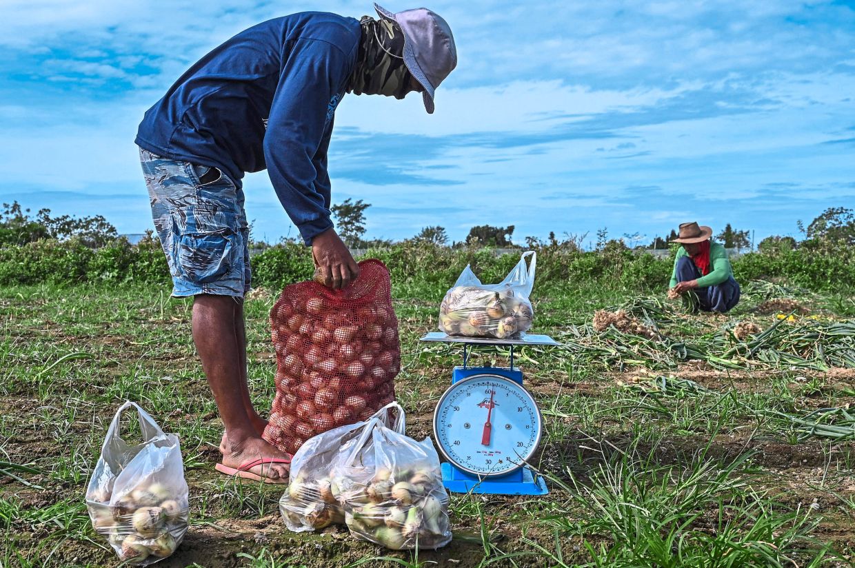 Onions now a luxury item | The Star