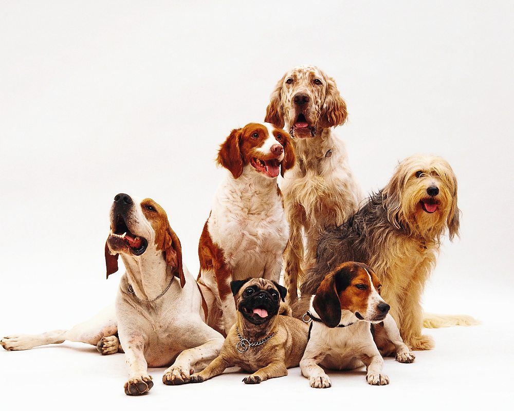 Reasons for a dog's behaviour - Vimarsana News