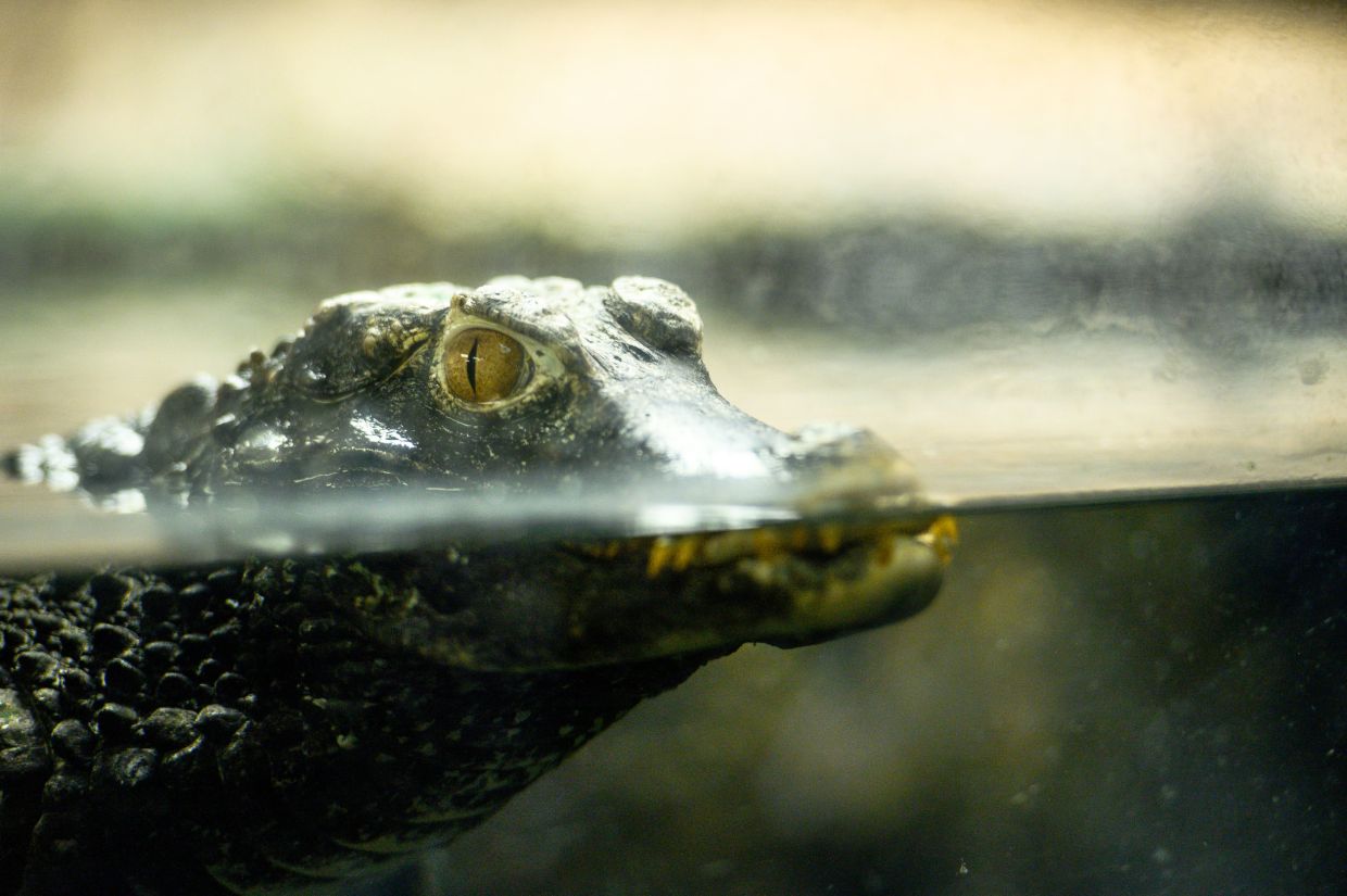 Rescuers free croc caught by illegal trap in Betong - Vimarsana News