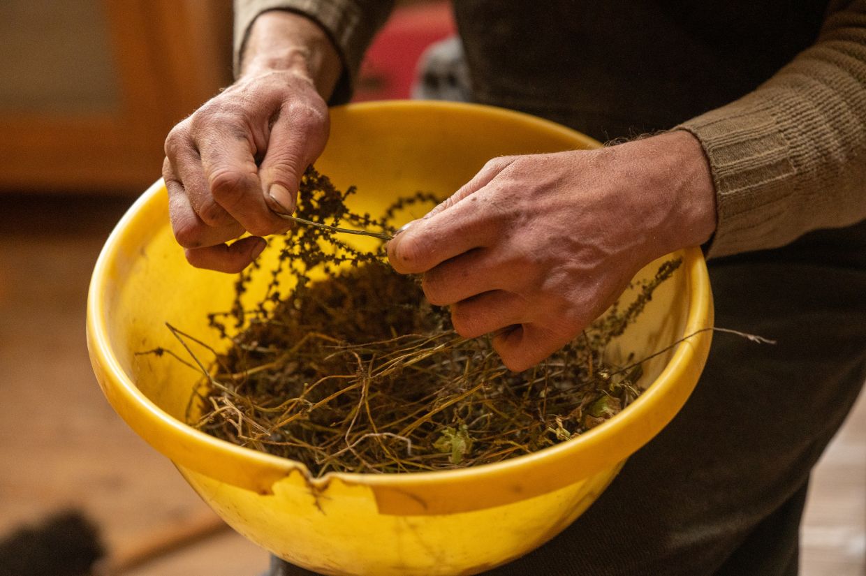 Sonnemann raises rare plants and harvests their seeds, noting many are sturdy and may be of growing importance as the climate changes. 