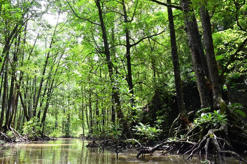 The critical role Asean and EU play in restoring biodiversity - Vimarsana News