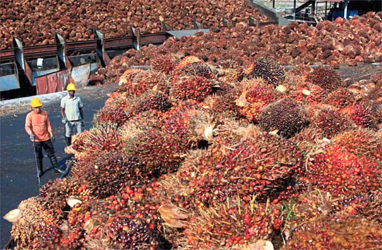 CPO futures likely to trade in yo-yo mode - Vimarsana News