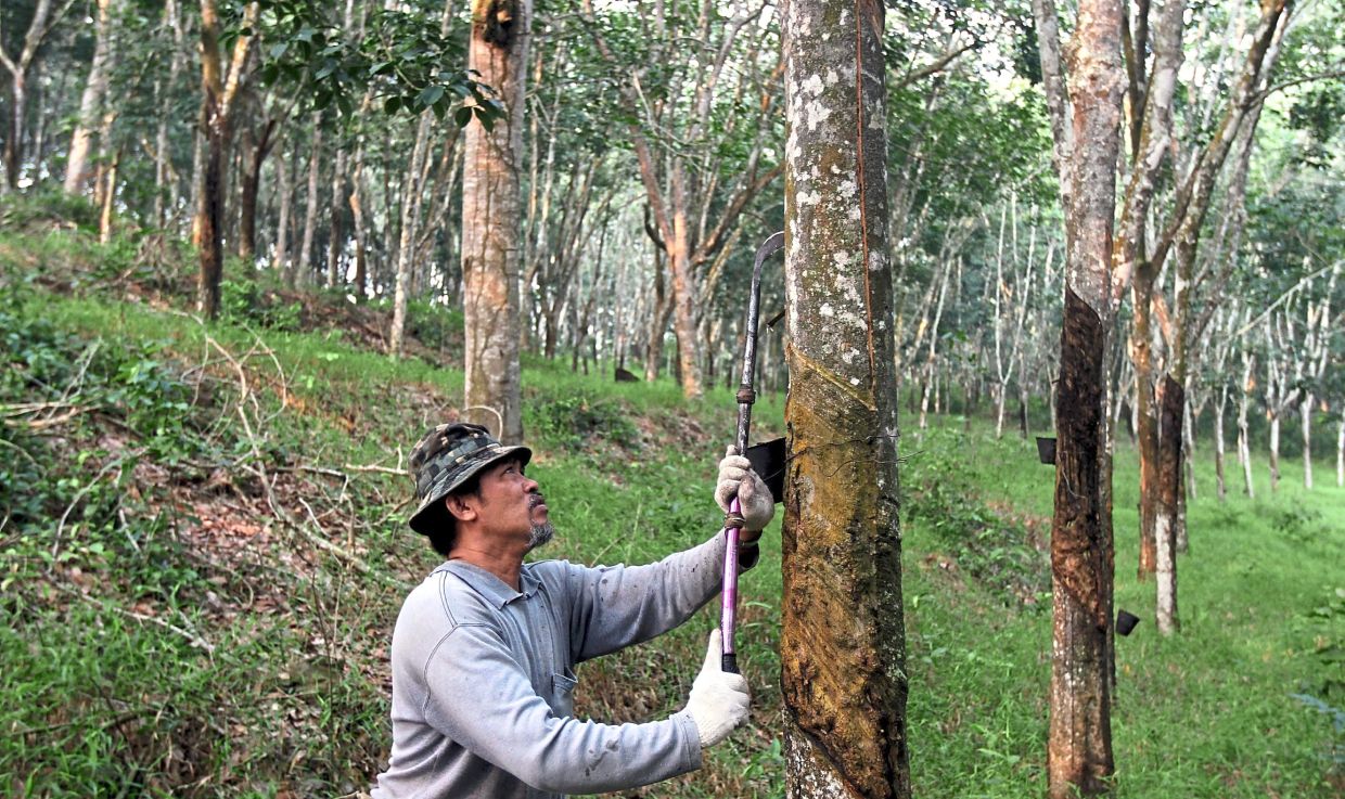 Rubber market to trade steadily this week The Star