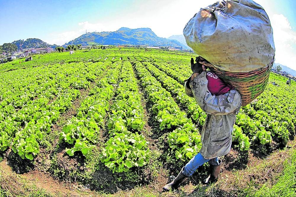 Daily showers bring vegetable shortage and price woes - Vimarsana News