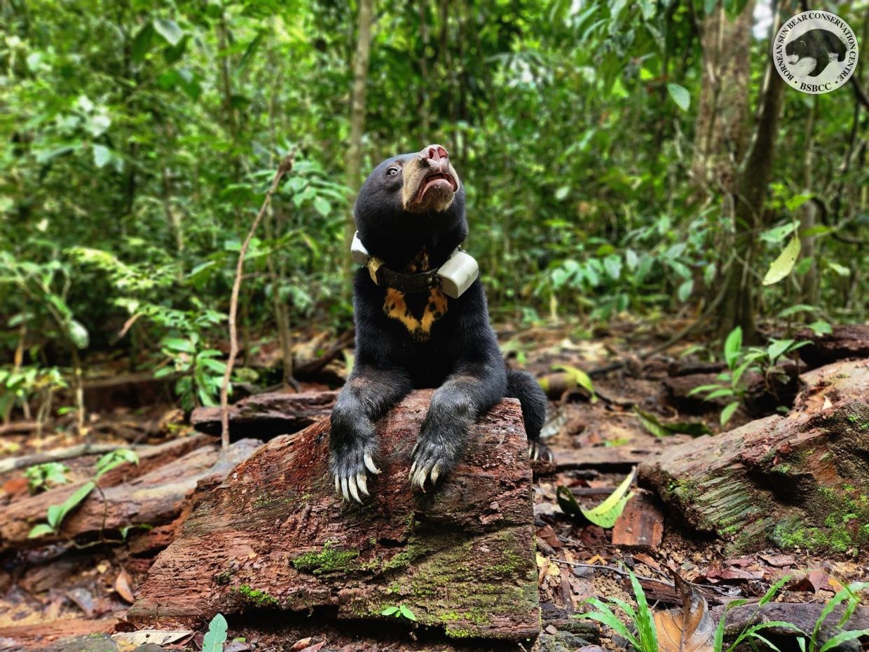 Joy and sadness Bornean conservation centre releases sun bear Sika
