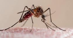 Japanese scientists warn South-East Asia of insecticide-resistant mosquitoes