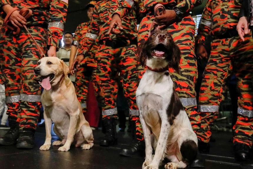 League of superheroes Rescue dogs including from Malaysia and