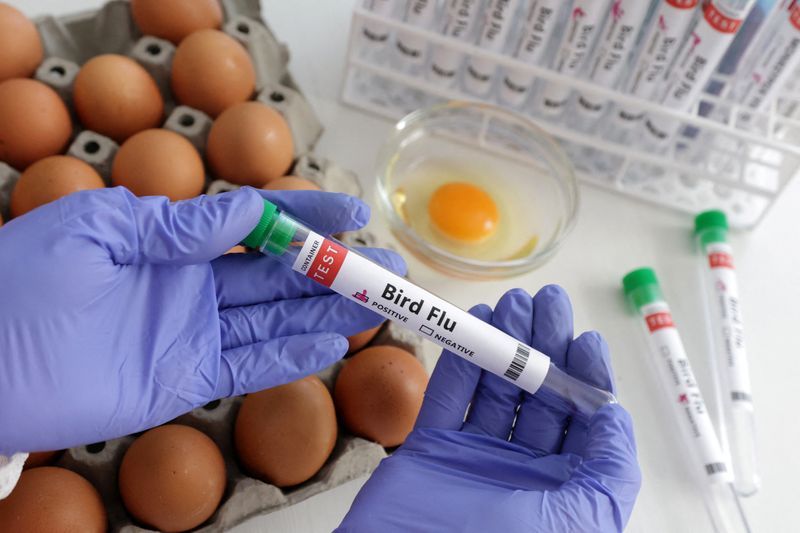 Bird flu spreads to new countries, threatens non-stop "war" on poultry - Vimarsana News