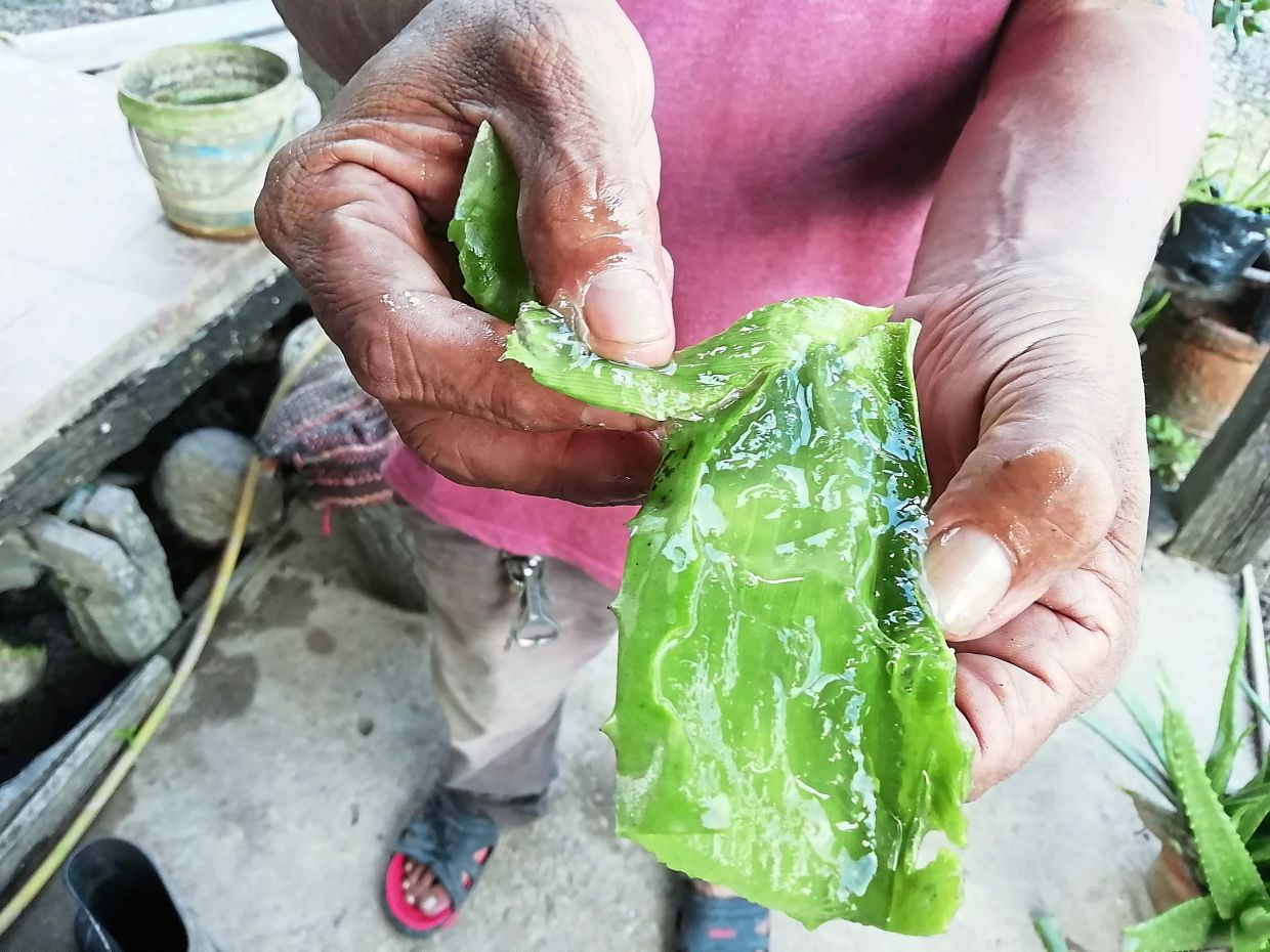 Aloe vera, freshly harvested from farmers in Kg Melugu, is one of the ingredients used in Sluvi's face mask.