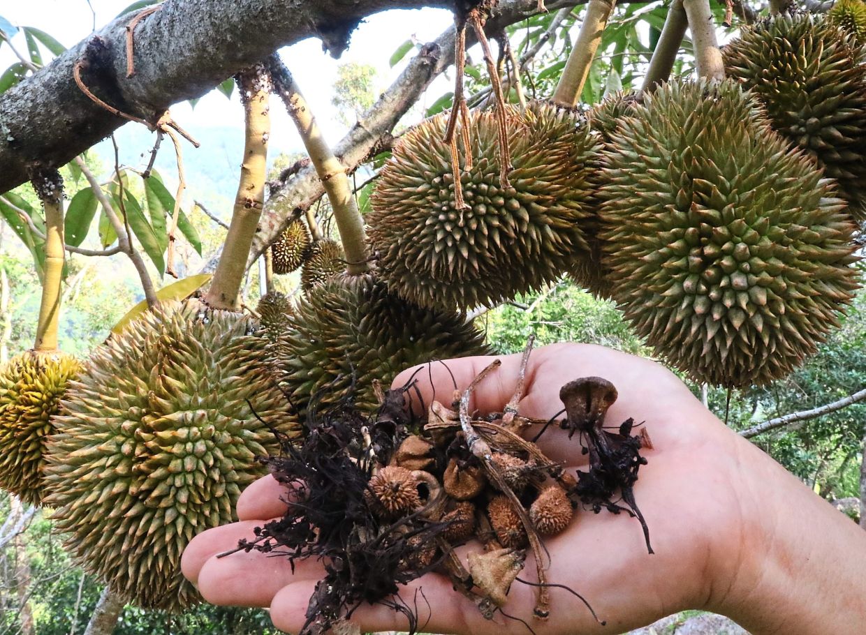 Similar to the dried up durian flowers seen in this filepic, the El Niño phenomenon affects the production of eucalyptus flowers and their nectar, which bats eat. This nutritional stress exacerbates interspecies viral spillover.