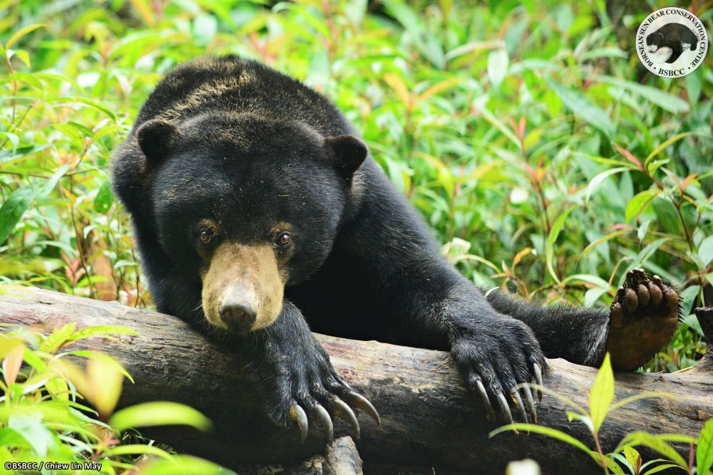 Fireman bitten by sun bear receives Socso aid - Vimarsana News