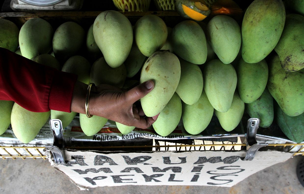 Perlis Fama targets to market 10 metric tonnes of Harumanis mangoes this year | The Star