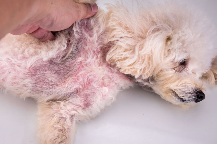 Fur loss in dogs - Vimarsana News