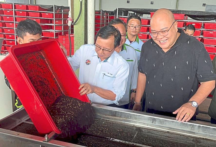 Plan to reduce animal feed imports with BSF farming The Star