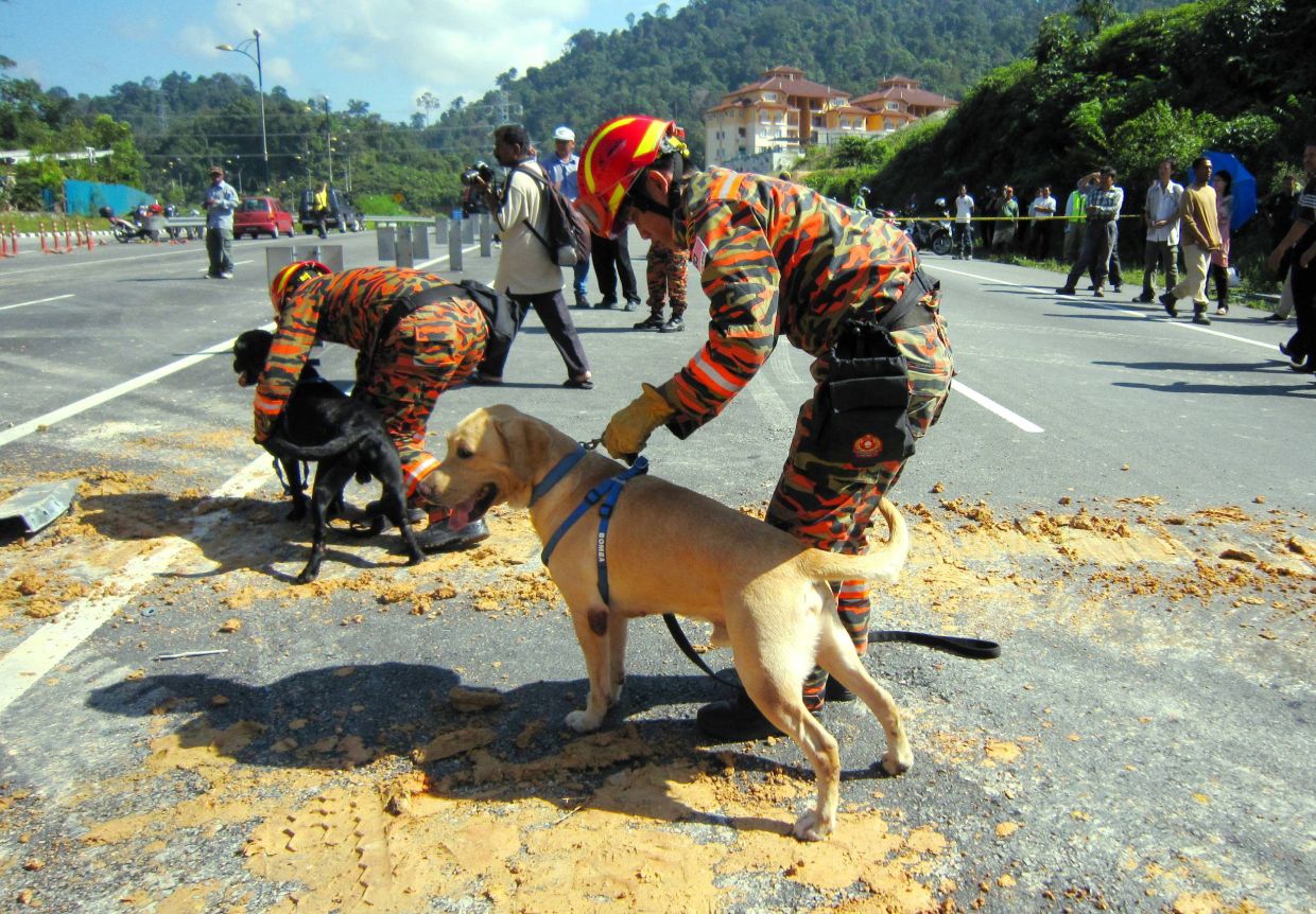 New 'leash' on life: Senior Fire and Rescue K9 dogs will not be put down, parliament told - Vimarsana News