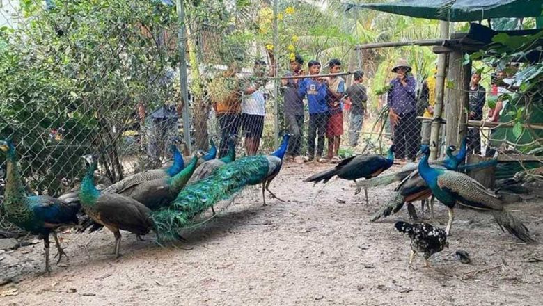 Hun Sen to push for change in law to allow raising of 'rare animals' - Vimarsana News