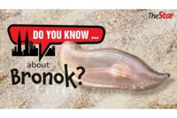 Do you know ... about the Bronok?